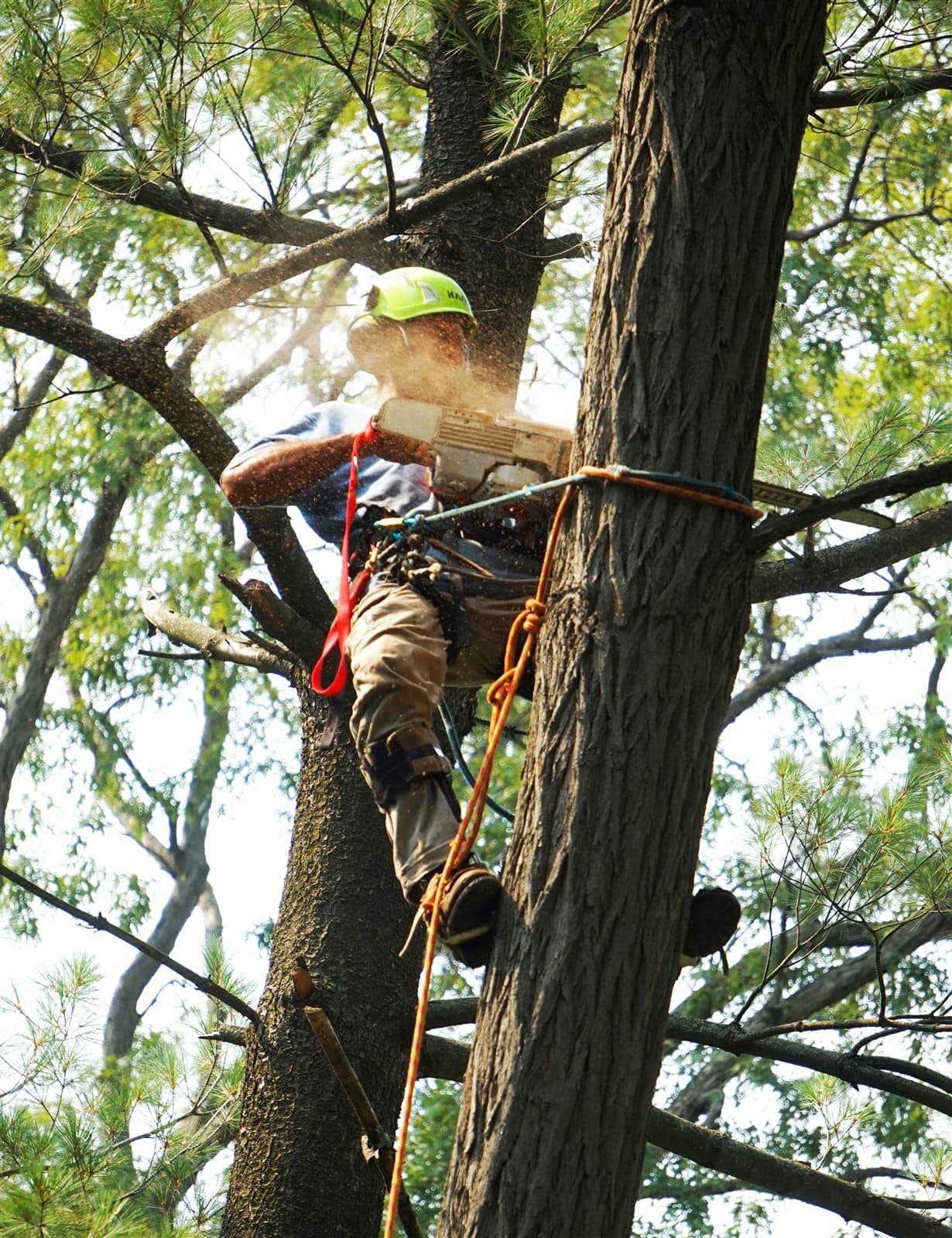 Professional tree-service crew beside organized equipment